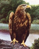 Seeadler