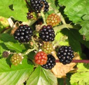 Brombeeren