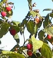 Himbeeren