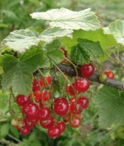 Johannisbeeren