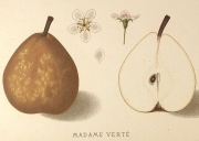 Madame Verté