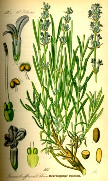 Echter Lavendel