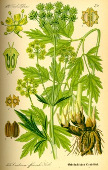 Liebstöckel