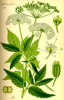 Zaungiersch