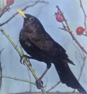 Amsel