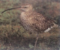 Großer Brachvogel