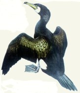 Kormoran