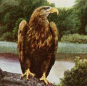 Seeadler