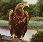 Seeadler