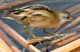 Kleines Sumpfhuhn