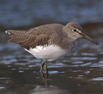 Waldwasserläufer