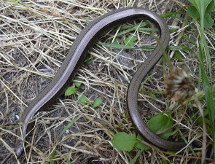 Blindschleiche