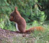 Eichhörnchen