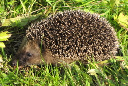 junger Igel