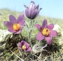 Kuhschelle