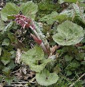 Roter Pestwurz