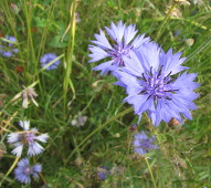 Kornblume